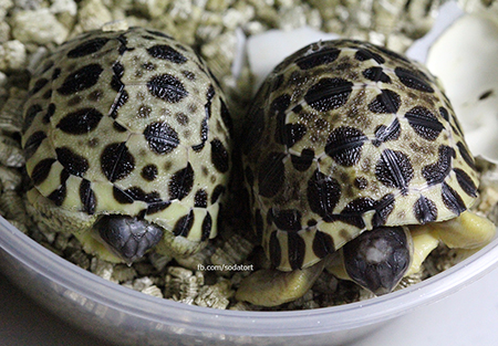 Radiated tortoises at Soda's Tortoise Garden Philippines